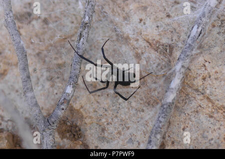 Black Widow spider, Latrodectus hesperus Foto Stock