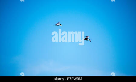 Fiume Tern (sterna aurantia) che lottano per il pesce in cielo Foto Stock