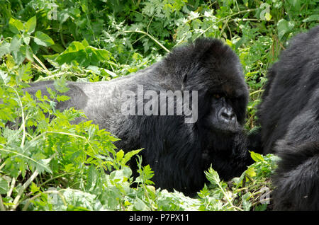 Gorilla Silverback sdraiato guardando camer. Gruppo Amahoro nelle montagne del Parco Nazionale Vulcani, Kinigi, Ruhengeri, Ruanda, Africa orientale Foto Stock