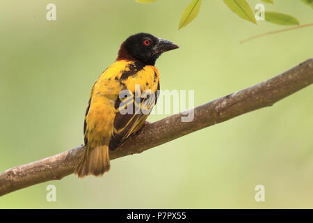 Village weaver macchiato o tampone o tessitore Tessitore a testa nera (Ploceus cucullatus) in Ghana Foto Stock