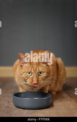 Lo zenzero Cute cat leccare la sua faccia dietro grigio di un piatto di cibo. Foto Stock