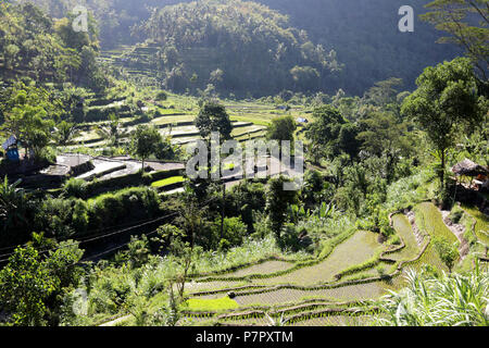 Amed, Indonesia - 2 Luglio 2018: campi di riso vicino alla città di Amed, nella parte orientale dell'isola di Bali. Foto Stock