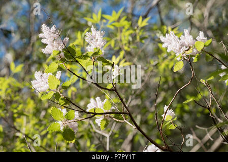 Il Giapponese andromeda, (Sarcococca japonica) giapponese sarcococca, Nana o Lilly-di-il-valle arbusto è una pianta nella famiglia di erica, Ericaceae, Foto Stock