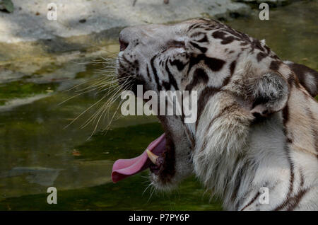 La Tigre Bianca, New Delhi, India - 20 Giugno 2018: una tigre bianca (Panthera tigris) sbadigli a livello nazionale Zoological Park, New Delhi, India. Foto Stock
