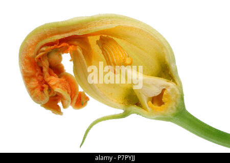 Taglio interno dell'estate gemma di un piccolo fiore di arancia di zucchine ortaggi midollo. All'interno della pianta reale concetto.. Isolato su bianco studio shot macro Foto Stock