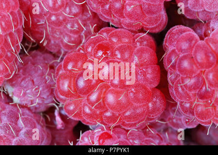 Ideale dolce lamponi maturi frutti giacciono nel cestello. Studio sullo sfondo della macro Foto Stock