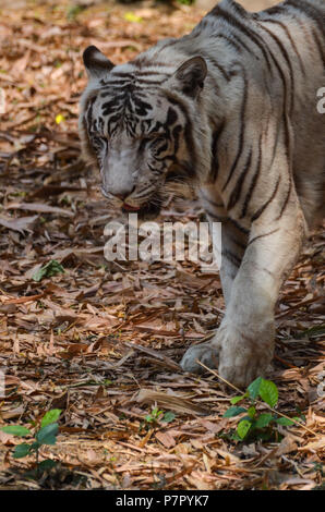 La Tigre Bianca, New Delhi, India - Aprile 8, 2018: una tigre bianca (Panthera tigris) il roaming a livello nazionale Zoological Park, New Delhi, India. Foto Stock