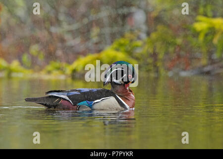 Anatra di legno (Aix sponsa). Maschi in allevamento piumaggio in acquazzone. Parco Nazionale di Acadia, Maine, Stati Uniti d'America. Foto Stock