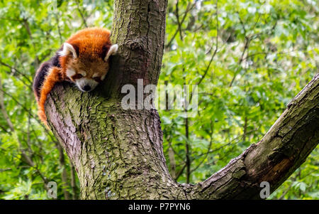 Panda rosso di dormire su un albero nel selvaggio. simpatico panda minore Ailurus fulgens carino Foto Stock