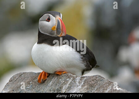 Atlantic Puffin ritratto Foto Stock