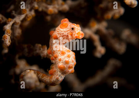 Un cavalluccio marino pigmeo - Hippocampus bargibanti - nel suo host gorgonion mare fan corallo. Prese nel Parco Nazionale di Komodo, Indonesia. Foto Stock