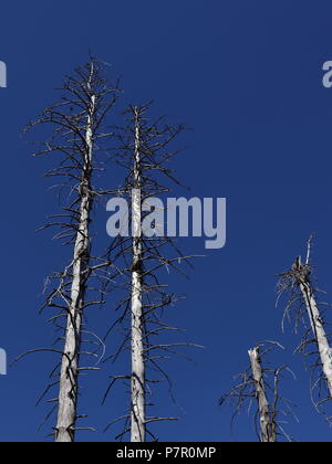 Albero di mortalità. Abete rosso di alberi in una foresta in Germania, danneggiato da scolitidi. Foto Stock