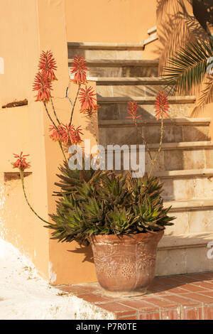 Red Hot Poker Aloe, aloe aculeata, in una pentola, in Mirties, Kalymnos, Grecia Foto Stock