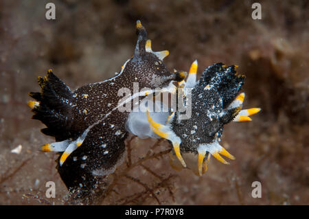 Coniugata coppia di Hedgpeth's Polycera Foto Stock