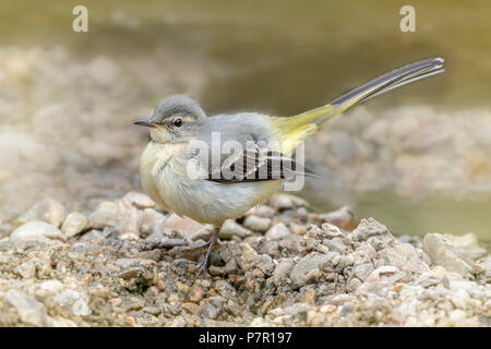 Gray wagtail neonata Foto Stock