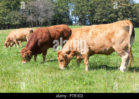 Allevamento di marrone Limousin bovini da carne con un toro e le mucche al pascolo in un lussureggiante verde erba dei pascoli in una vista ravvicinata Foto Stock