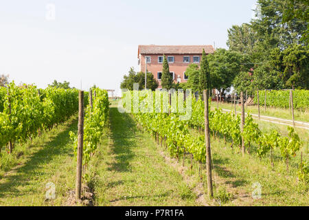 Orto Cantina sull'isola di Sant'Erasmo nella laguna di Venezia, Venezia, Italia con il casale e vigneti. Foto Stock