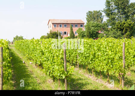 Orto Cantina sull'isola di Sant'Erasmo nella laguna di Venezia, Venezia, Italia con il casale e vigneti. Foto Stock