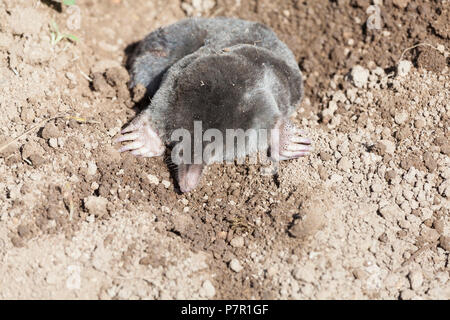 Unione mole, Talpa europaea, emergente da un molehill in un giardino. Giardino di Pest, Talpidae Foto Stock