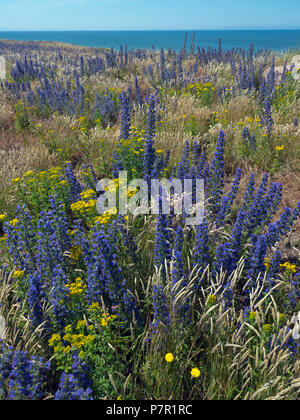 Le vipere Bugloss Echium vulgare giugno costa est della Scozia nei confini Foto Stock