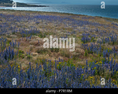 Le vipere Bugloss Echium vulgare giugno costa est della Scozia nei confini Foto Stock