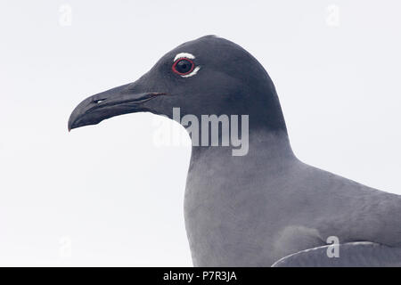 Gabbiano di lava (Leucophaeus fuliginosus) ritratto, Urvina Bay, Isabela, Isole Galapagos, Ecuador Foto Stock