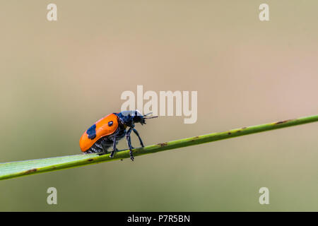 Piccolo sacchetto ant beetle con parte posteriore di colore rosso con un puntino nero arrampicata erba verde. Macro con profondità di campo ridotta. Noto anche come Clytra laeviuscula Foto Stock