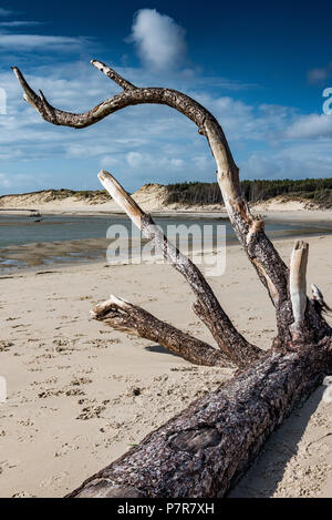 Albero morto prevista dal mare sulla spiaggia in corrispondenza della bocca della baia di Authie, Berck-plage Foto Stock