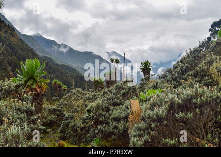 Groundsels gigante nella fitta foresta di pioggia della valle Bujuku, Rwenzori Mountains National Park, Uganda Foto Stock