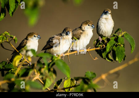 Gruppo di India Silverbill Foto Stock