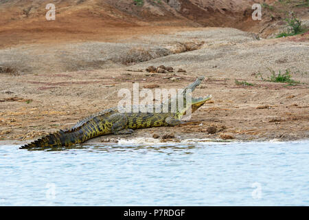 Crocodile sulle rive del canale Kazinga, Queen Elizabeth National Park, Uganda Foto Stock