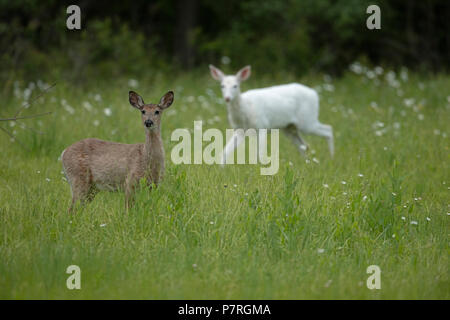 Il normale white-tailed deer e white white-tailed deer (Odocoileus virginianus), New York, leucistic doe, (femmina) Foto Stock