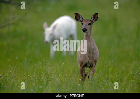 Il normale white-tailed deer doe e white white-tailed deer (Odocoileus virginianus), New York, leucistic doe, (femmina) Foto Stock