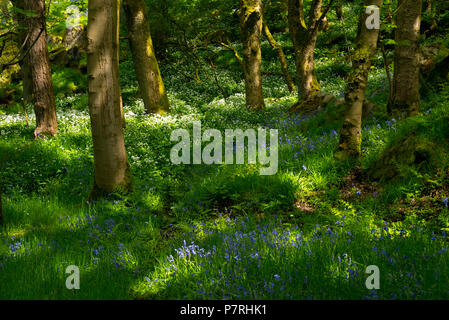 Bluebells e aglio selvatico in Hardcastle Craggs Foto Stock