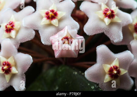Hoya Carnosa flower cluster Foto Stock