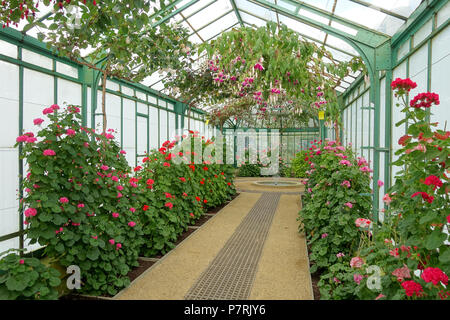 Inglese: vista interna, Laeken Serre Reali - Castello Reale di Laeken - Bruxelles, Belgio. 17 aprile 2016, 07:07:24 204 vista interna - Reale di Laeken Serre - Castello Reale di Laeken - Bruxelles, Belgio - DSC07160 Foto Stock
