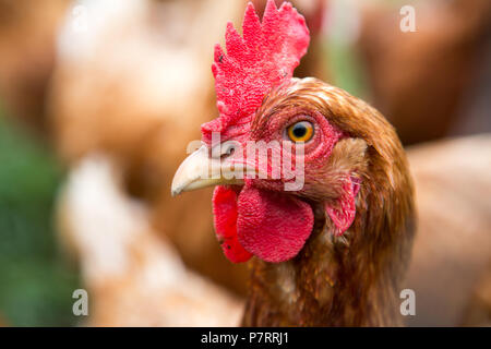 Pollo su di una azienda agricola biologica Foto Stock