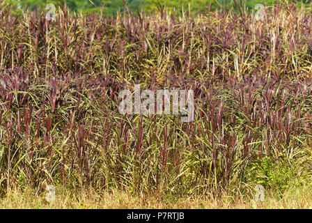 Erba viola (probabilmente Pennisetum purpureum, anche noto come erba di Napier, elefante di erba o di erba Uganda) Foto Stock