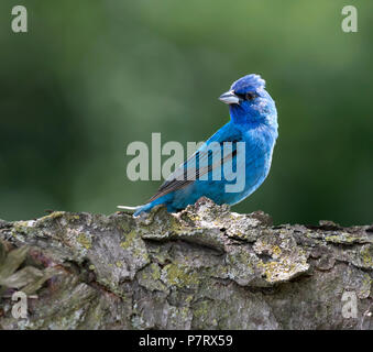 Maschio indigo bunting (Passerina cyanea) su un pesce persico, Iowa, USA Foto Stock