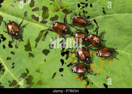 Coleotteri giapponese (Popillia japonica) mangiando una foglia physalis, Iowa, USA Foto Stock