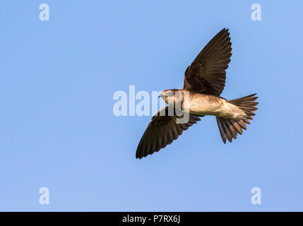 Femmina viola martin (Progne subis) volare nel cielo blu, Iowa, USA Foto Stock