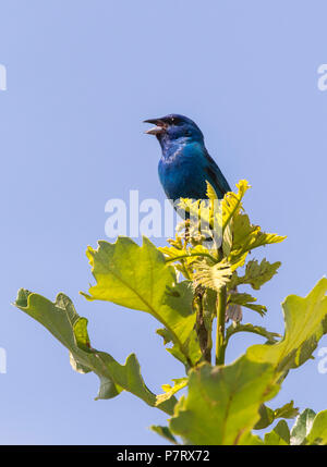 Maschio Indigo bunting (Passerina cyanea) cantare sulla cima di un albero, Iowa, USA Foto Stock