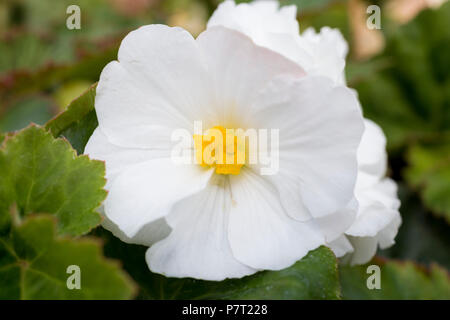 Begonia "Non Stop" bianco serie Nonstop Foto Stock