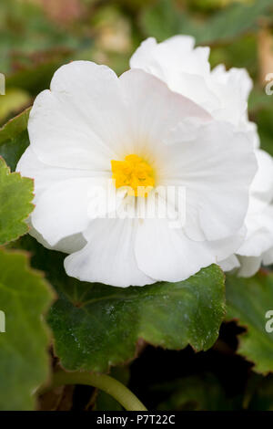 Begonia "Non Stop" bianco serie Nonstop Foto Stock