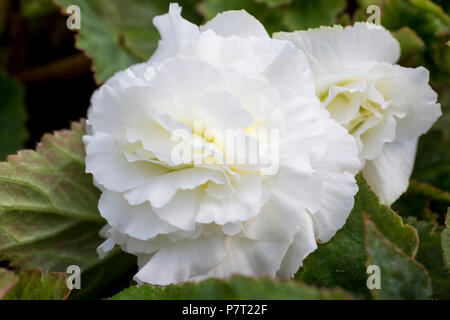 Begonia "Non Stop" bianco serie Nonstop Foto Stock