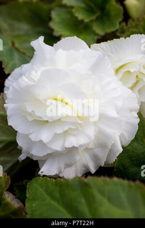 Begonia "Non Stop" bianco serie Nonstop Foto Stock