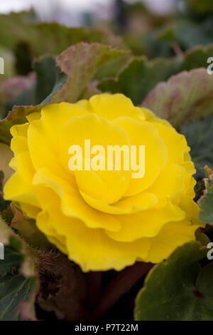 Begonia " Non smettere di Giallo Rosso indietro' Foto Stock