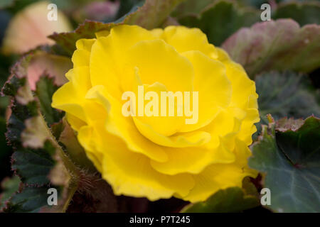 Begonia " Non smettere di Giallo Rosso indietro' Foto Stock