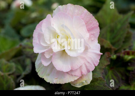 Begonia " Non smettere di Apple Blossom' Foto Stock