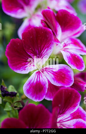 Pelargonium crispum 'Angel Eyes' Borgogna Foto Stock